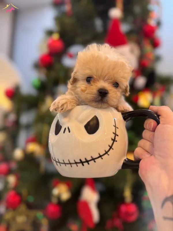 Fincan Maltipoo Bebekler