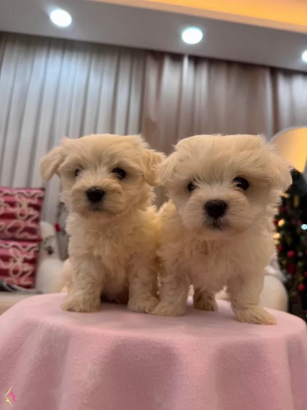 Sut Beyaz Maltese Terrier