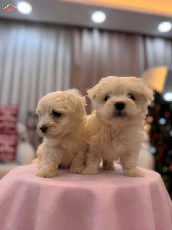 Sut Beyaz Maltese Terrier