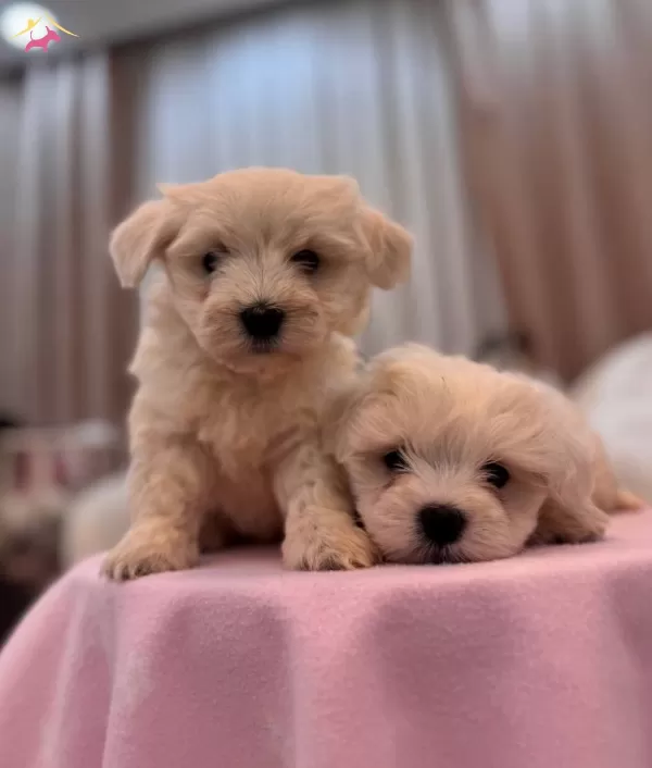 Sut Beyaz Maltese Terrier