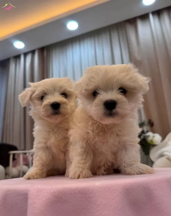 Sut Beyaz Maltese Terrier