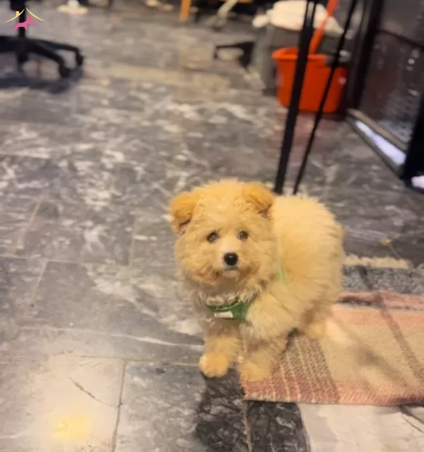 Yumos Maltipoo bebeğimiz