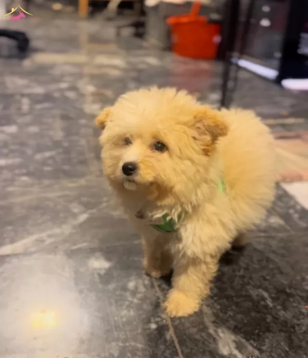 Yumos Maltipoo bebeğimiz