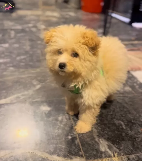 Yumos Maltipoo bebeğimiz