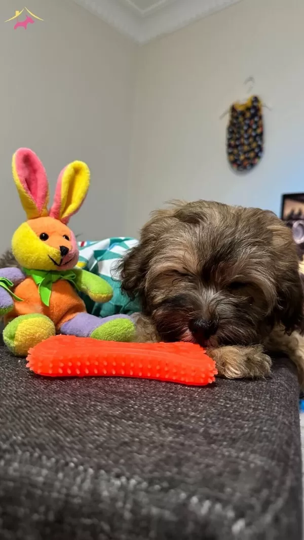 Ayı Yavrusu Maltipoo kardeşler
