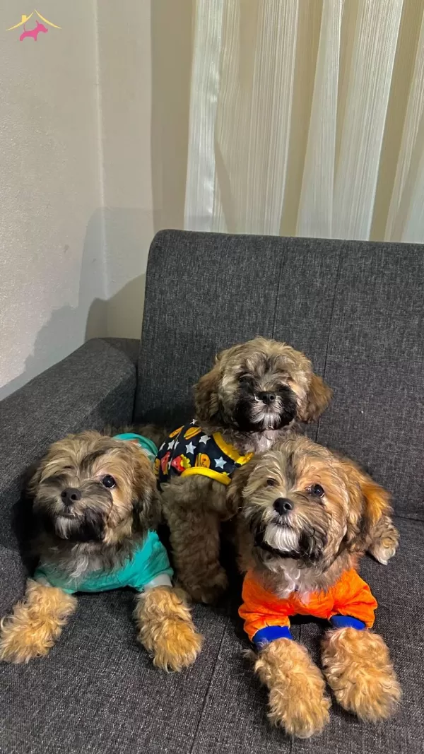 Ayı Yavrusu Maltipoo kardeşler