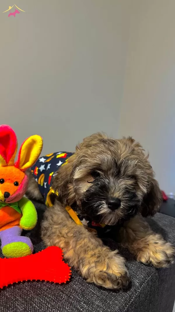 Ayı Yavrusu Maltipoo kardeşler
