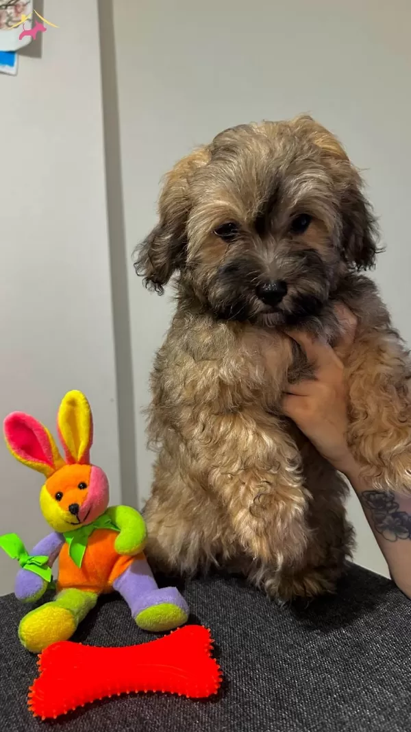 Ayı Yavrusu Maltipoo kardeşler