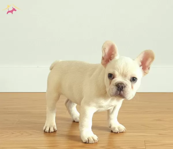 Ev Ortamindan Exotic French Bulldog