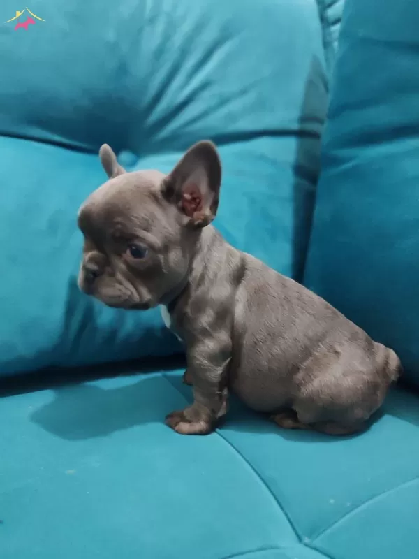 A Kalite Ev Uretimi French Bebekler