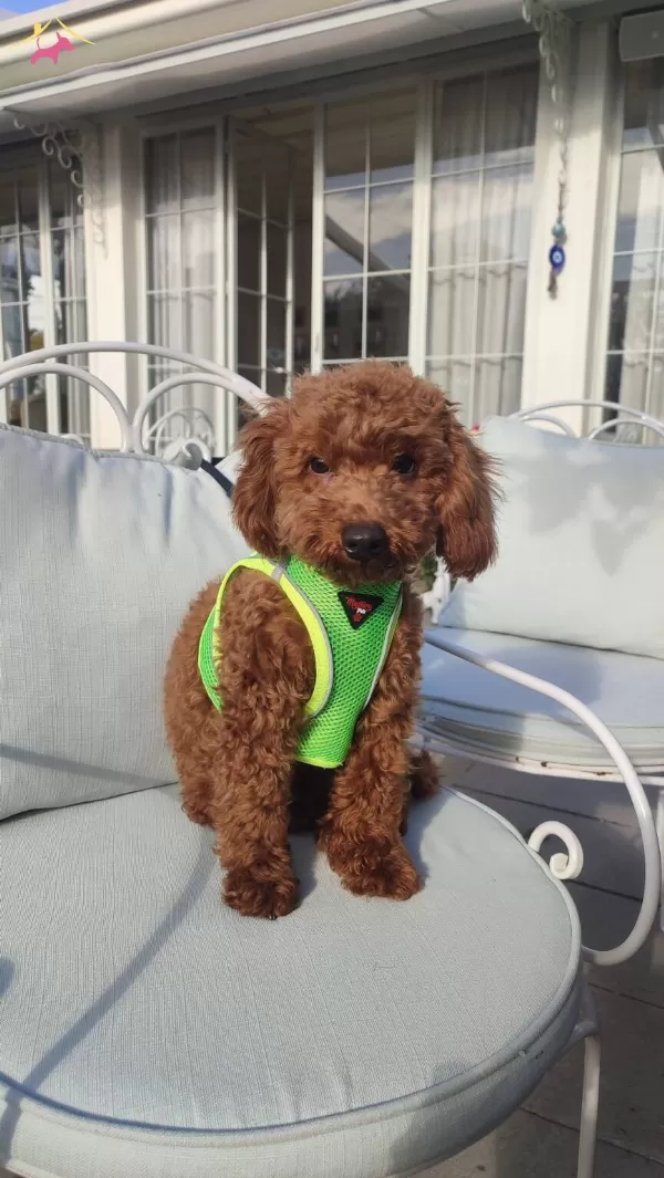 Kıvırcık Red Brown tüy Yapılı Toy Poodle Yavrusu