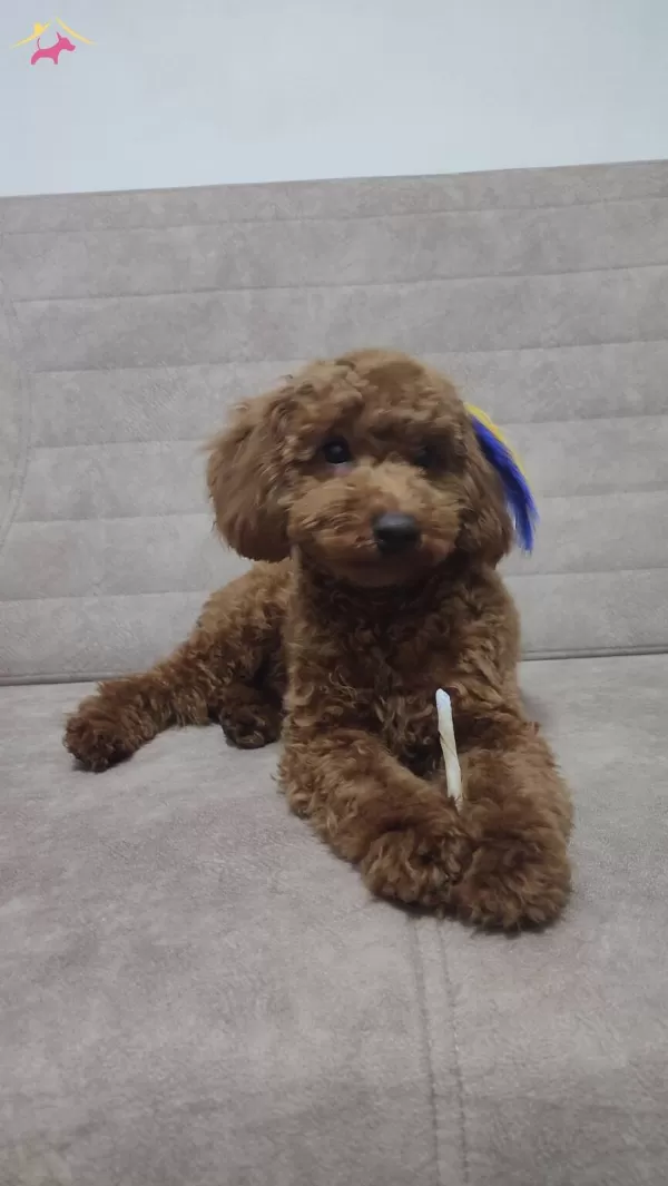 Kıvırcık Red Brown tüy Yapılı Toy Poodle Yavrusu