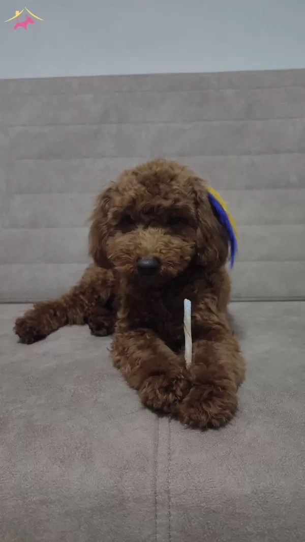 Kıvırcık Red Brown tüy Yapılı Toy Poodle Yavrusu