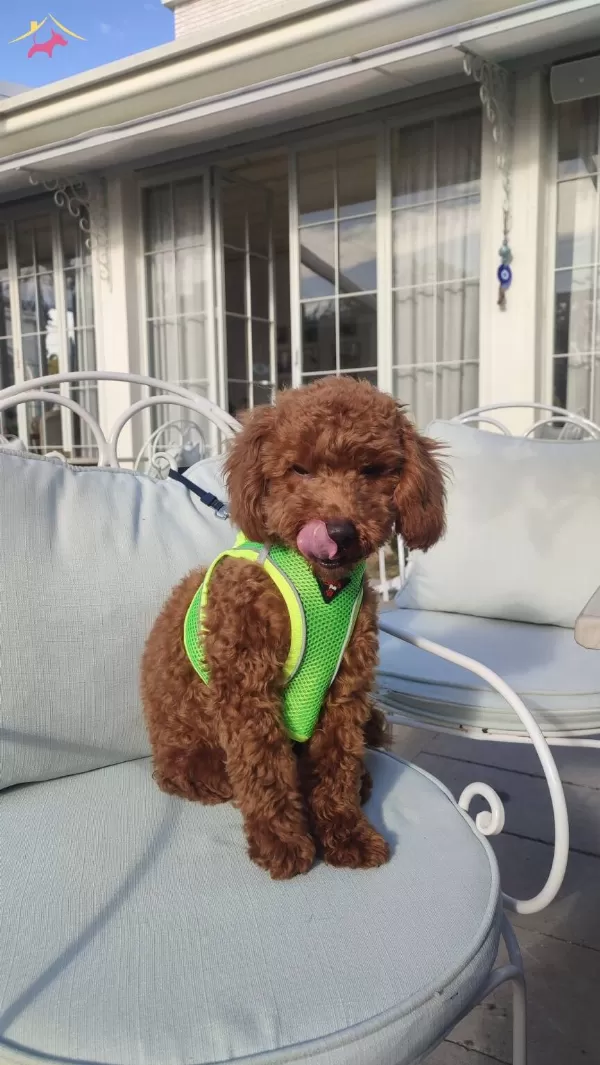 Kıvırcık Red Brown tüy Yapılı Toy Poodle Yavrusu