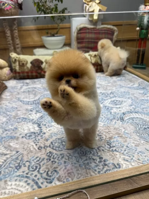 Teddy Bear Pomeranian Boo Safkan Yavru