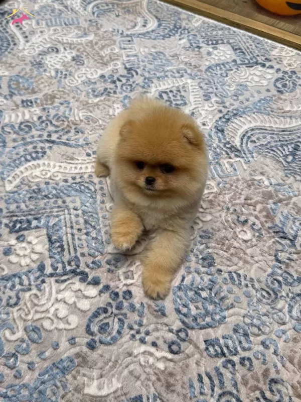 Teddy Bear Pomeranian Boo Safkan Yavru