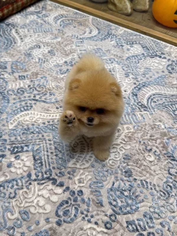Teddy Bear Pomeranian Boo Safkan Yavru
