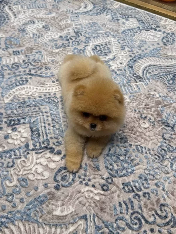 Teddy Bear Pomeranian Boo Safkan Yavru