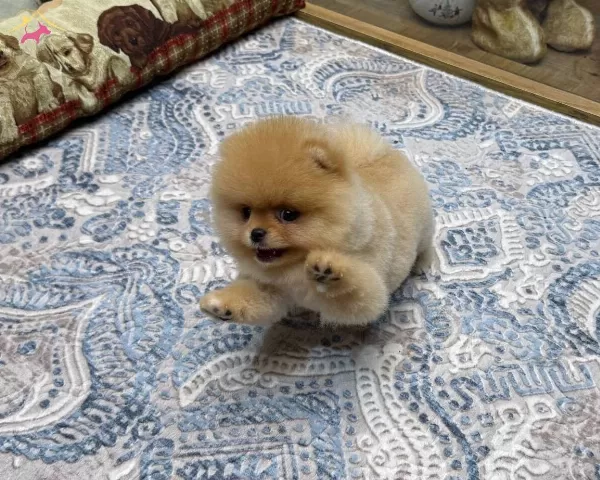 Teddy Bear Pomeranian Boo Safkan Yavru