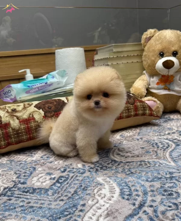 Orijinal Pomeranian Boo Teddy Bear Suratlı