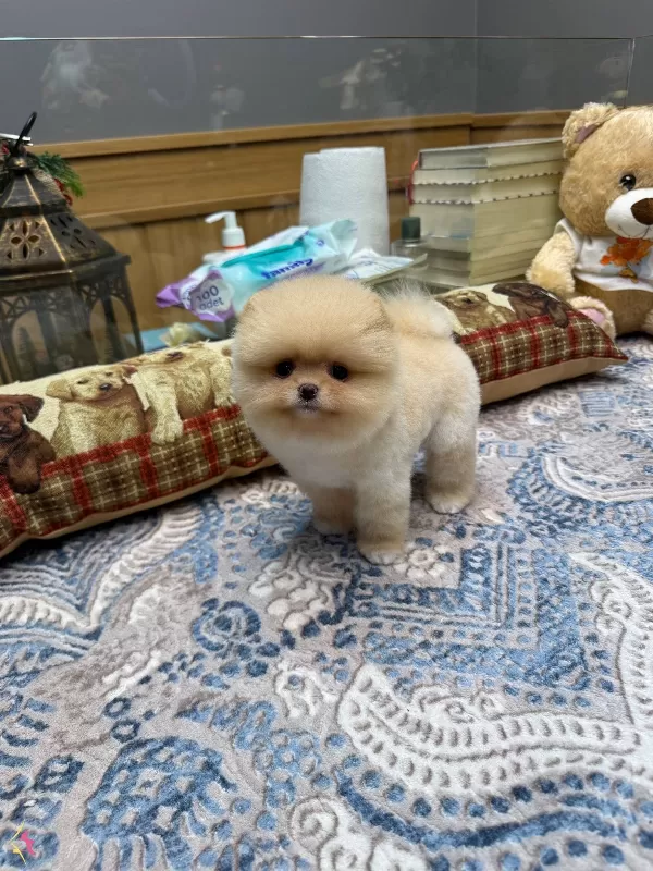 Orijinal Pomeranian Boo Teddy Bear Suratlı