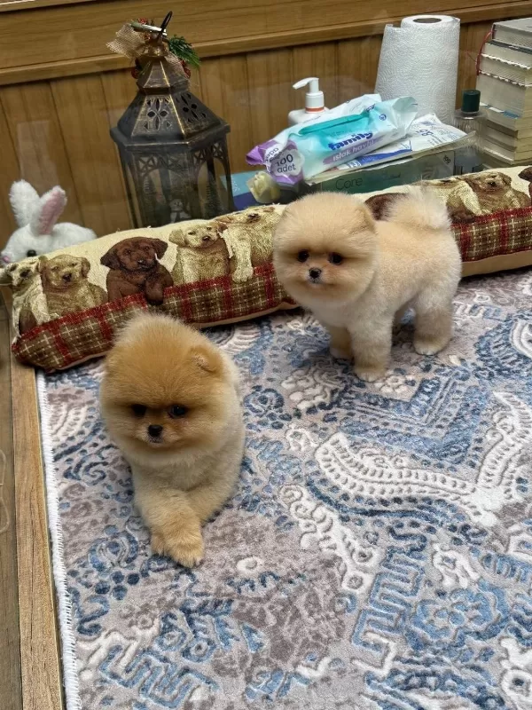 Orijinal Pomeranian Boo Teddy Bear Suratlı