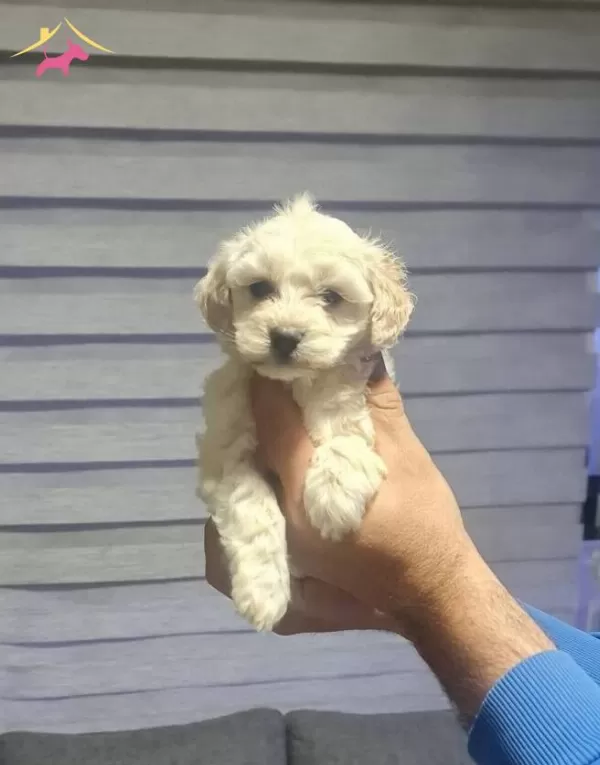 Antialerjik tüy Yapılı Minyatür Maltipoo