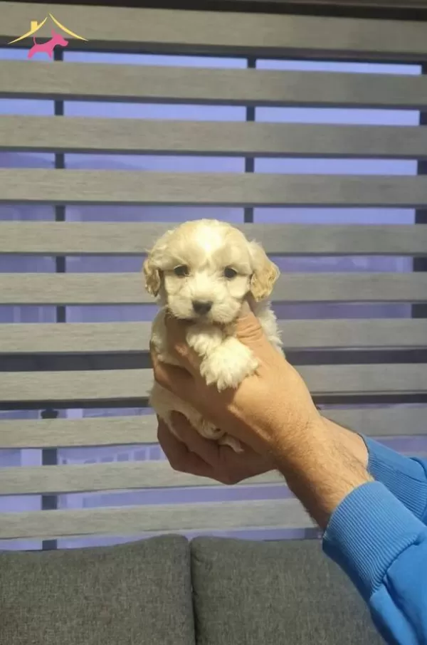 Antialerjik tüy Yapılı Minyatür Maltipoo