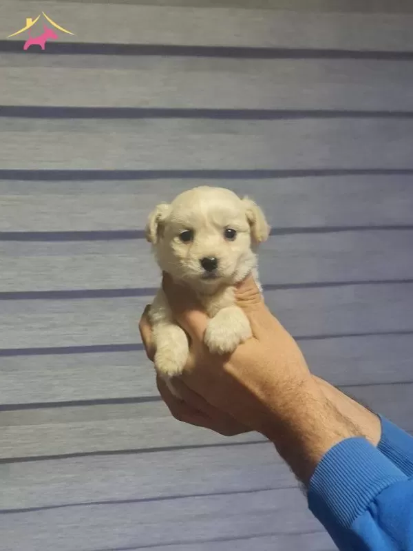 Antialerjik tüy Yapılı Minyatür Maltipoo
