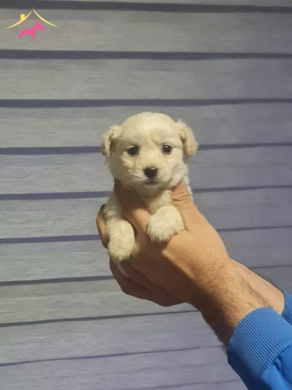 Antialerjik tüy Yapılı Minyatür Maltipoo