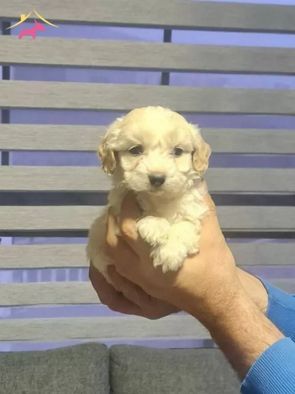Antialerjik tüy Yapılı Minyatür Maltipoo