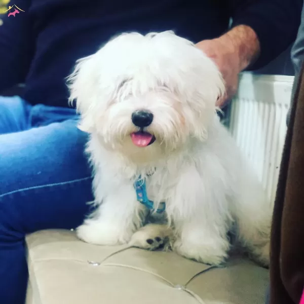 Turkiyenin En güzel Maltese Terrier Bebekleri