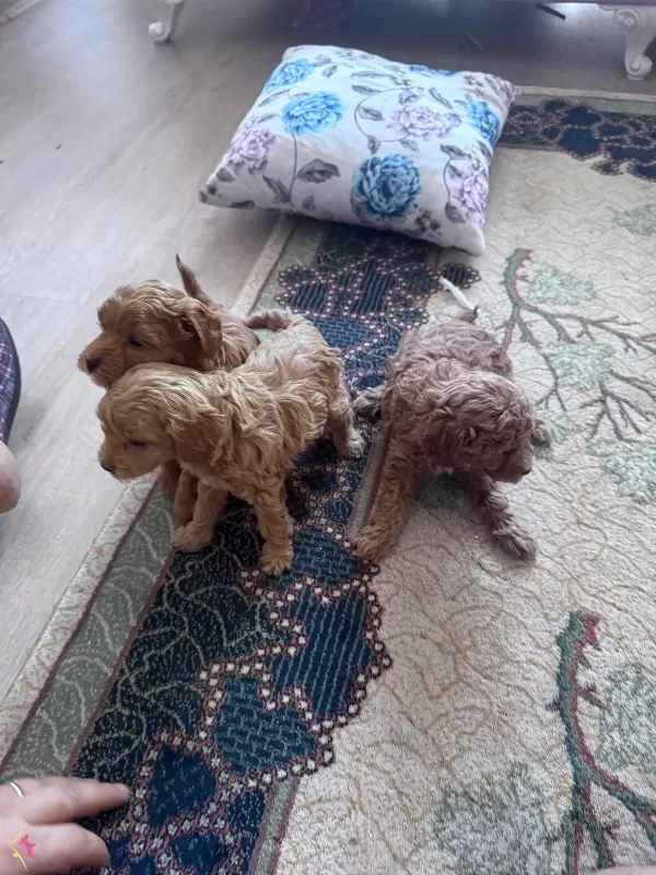 Toy Podde Yavrularımız