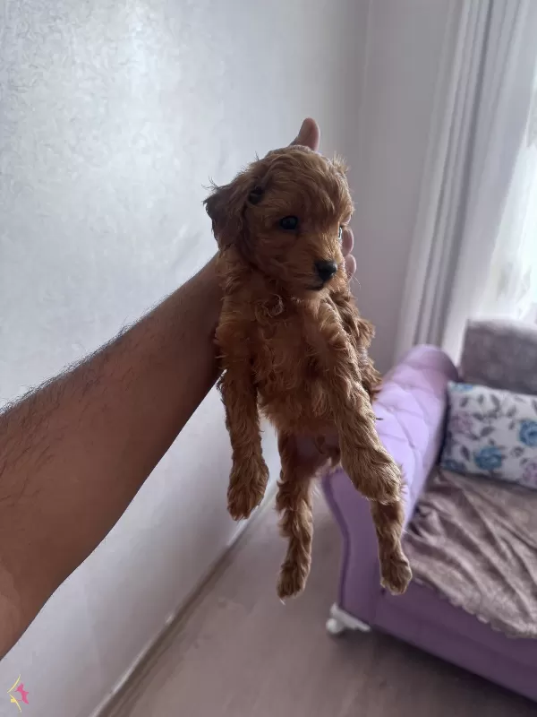 Toy Podde Yavrularımız