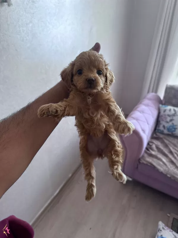 Toy Podde Yavrularımız