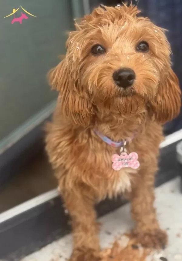 7 Aylık Disi Maltipoo Asıları Tam