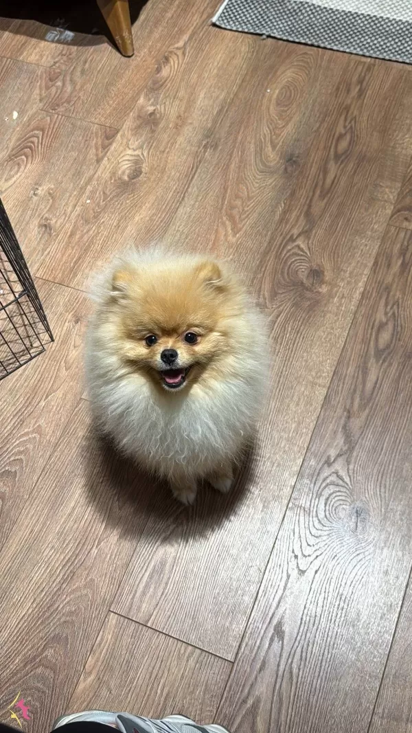 Ayıcık Surat Pomeranian Boo