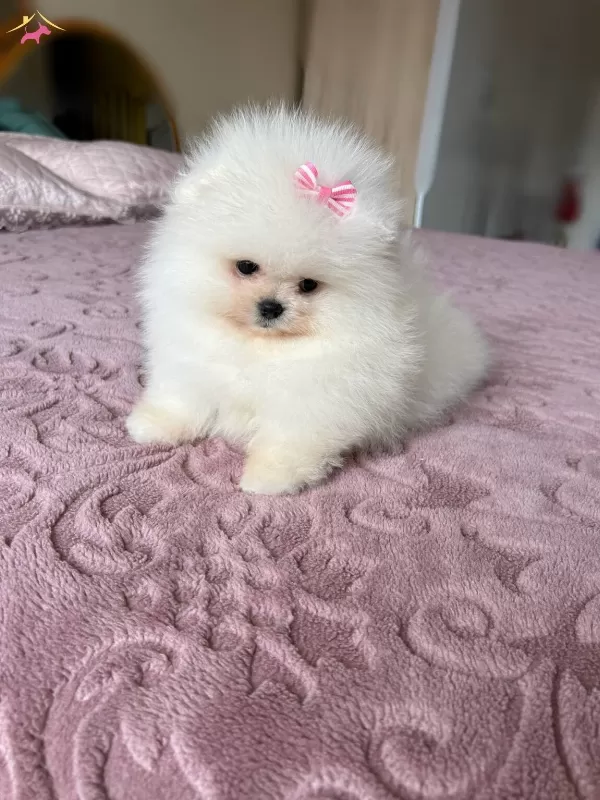 Teacup Efsane Disi Yavrumuz