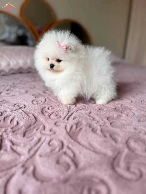 Teacup Efsane Disi Yavrumuz