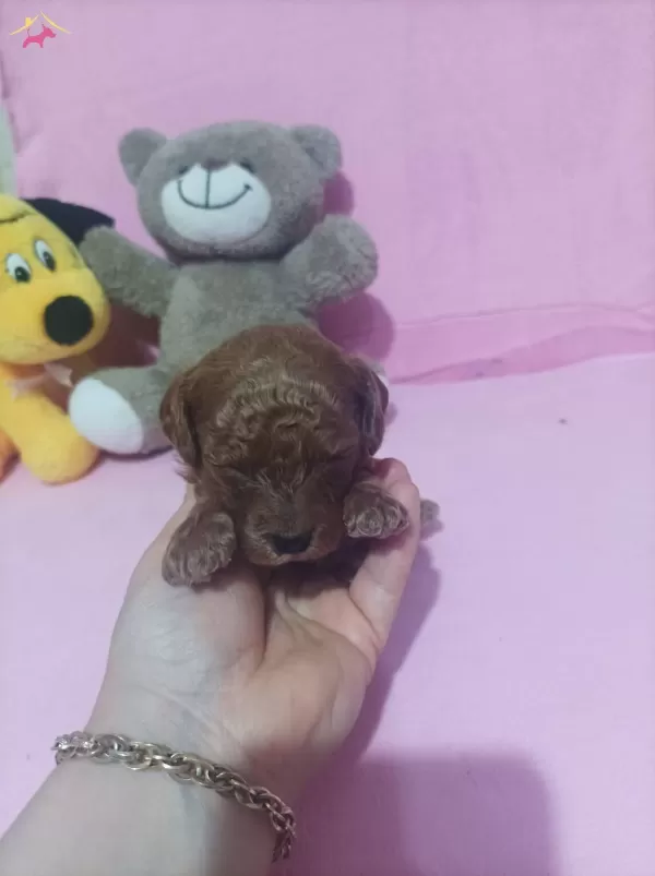 En Tatlı Toy Poodle