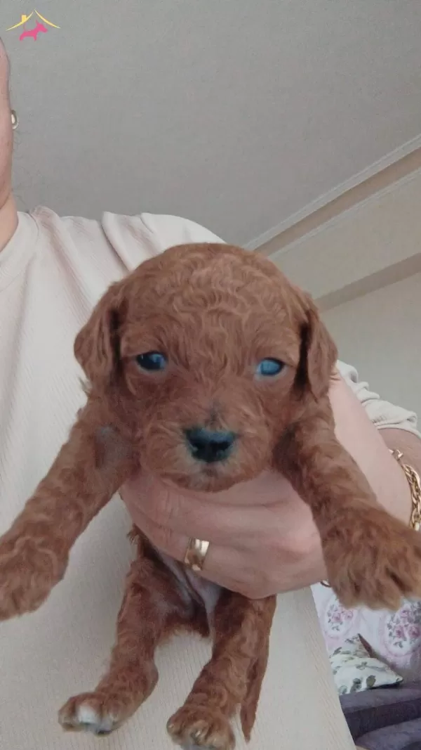 En Tatlı Toy Poodle
