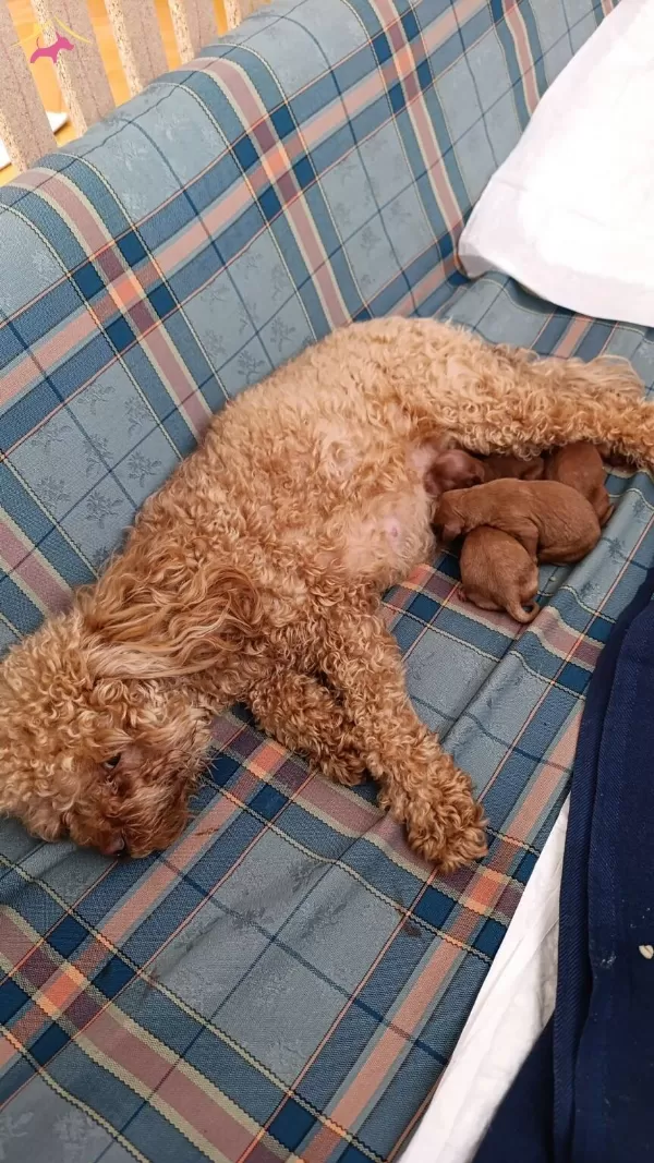 En Tatlı Toy Poodle