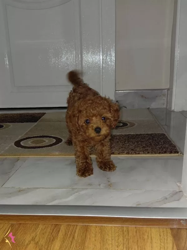 Orginal Irk Toy Poodle