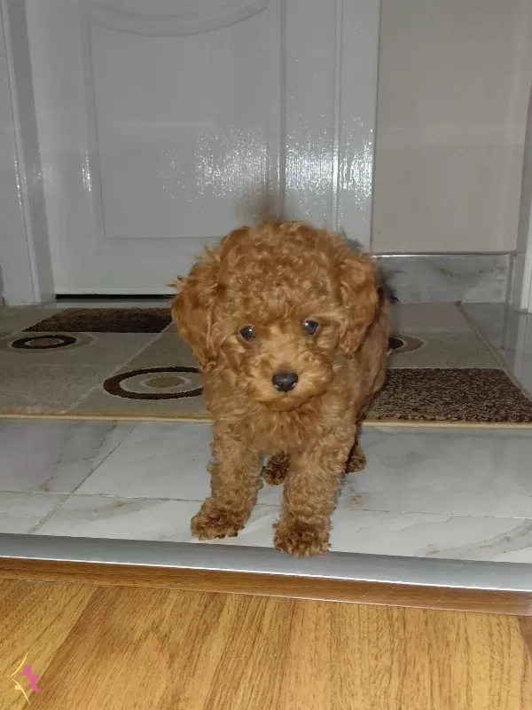 Orginal Irk Toy Poodle