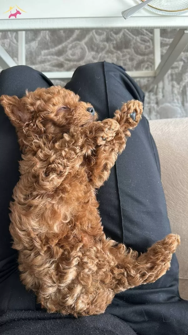 Orginal Irk Toy Poodle