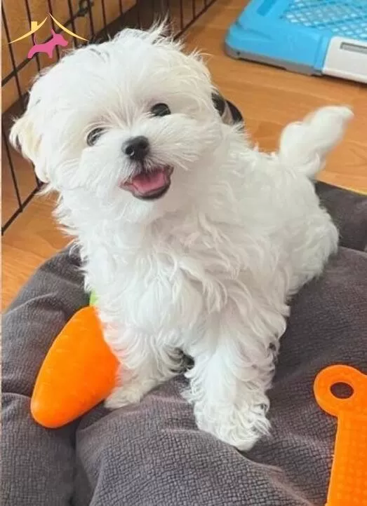Korean Teacup Maltese Terrier Yavrular