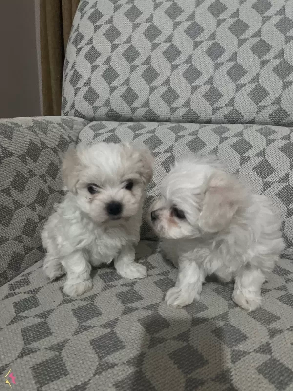 Korean Teacup Maltese Terrier Yavrular