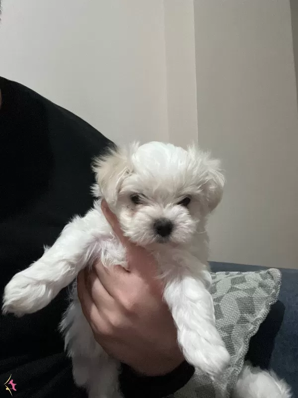 Korean Teacup Maltese Terrier Yavrular