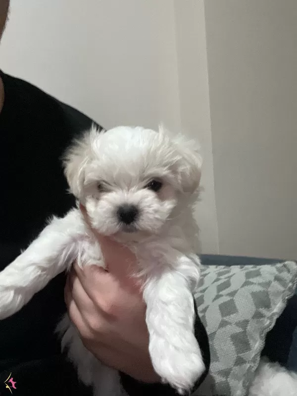 Korean Teacup Maltese Terrier Yavrular