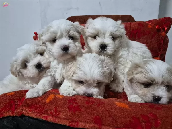 A Kalite Maltese Bebekler